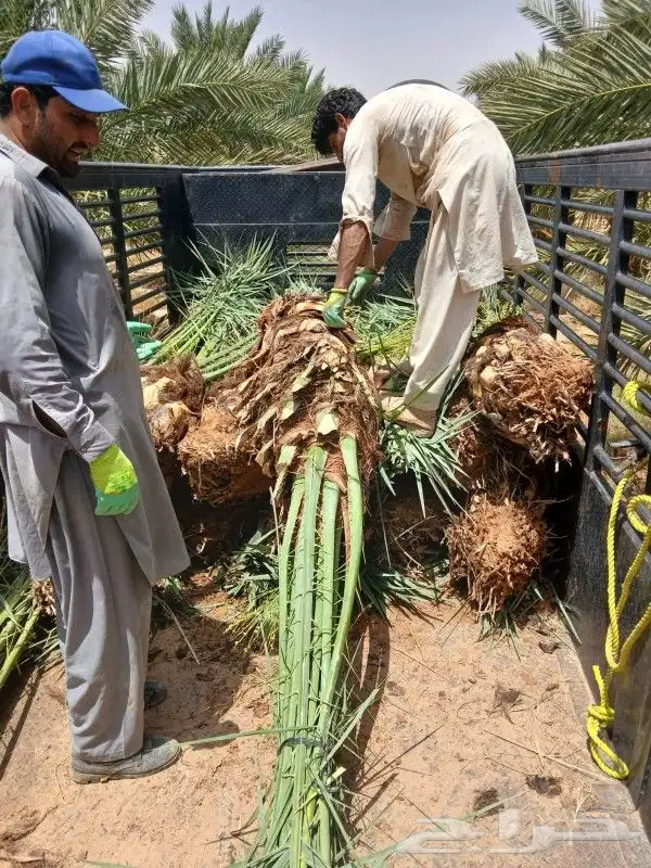 نخل مثمر نخيل نقايل جثايث اخلاص سكري برحي صقعي شيشي واشنطني 3