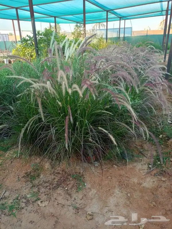 مشاتل الروضه 3