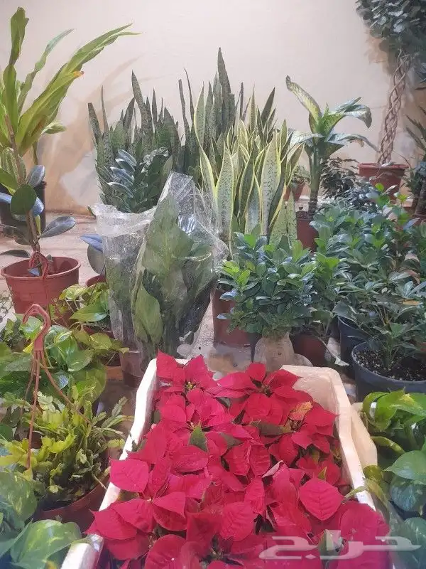 مشاتل وتنسيق حدائق 0