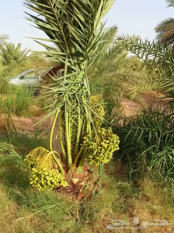 نخل مثمر نخيل نقايل جثايث اخلاص سكري برحي صقعي شيشي واشنطني 9
