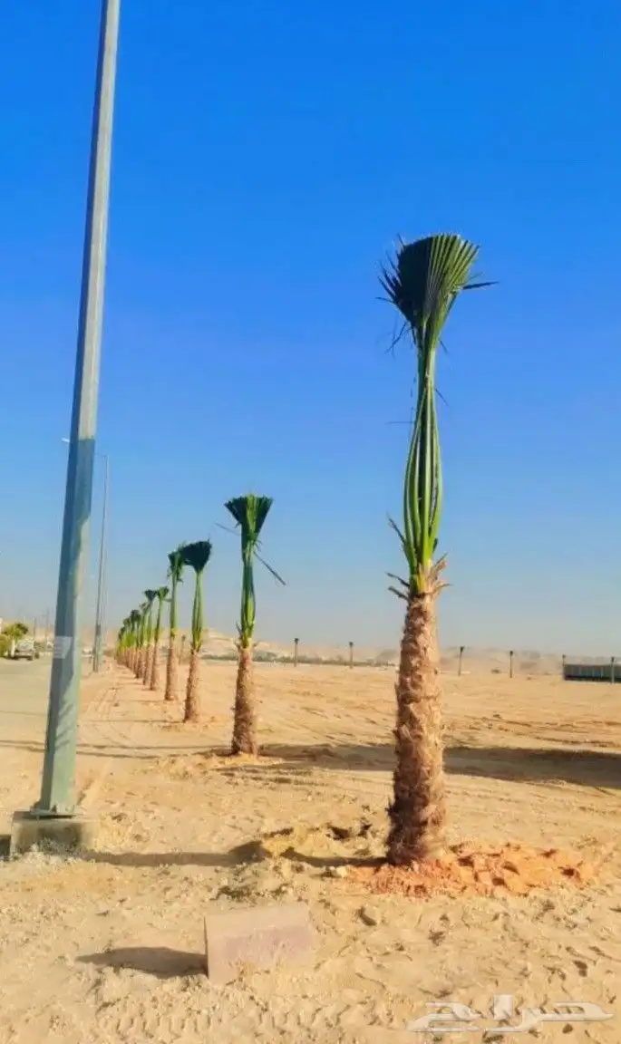 نخل واشنطن زينه 9