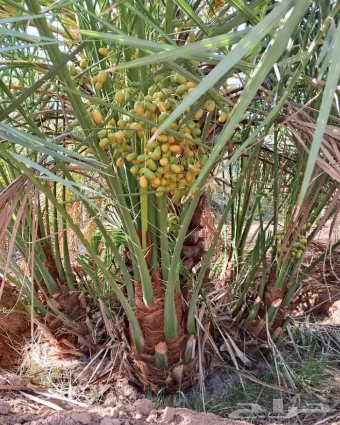 نخل مثمر للبيع 3