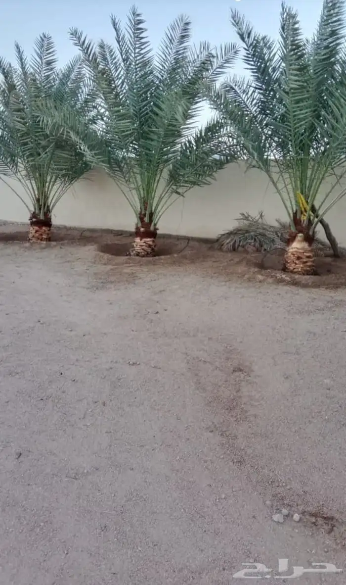 نظافة النخل .تكريب .وقلع غرايس وغرسها 4