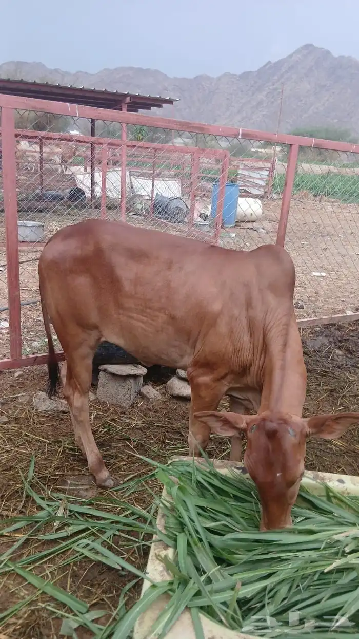 خبشه للبيع عمرها 9 شهور انتاج المزرعه 0