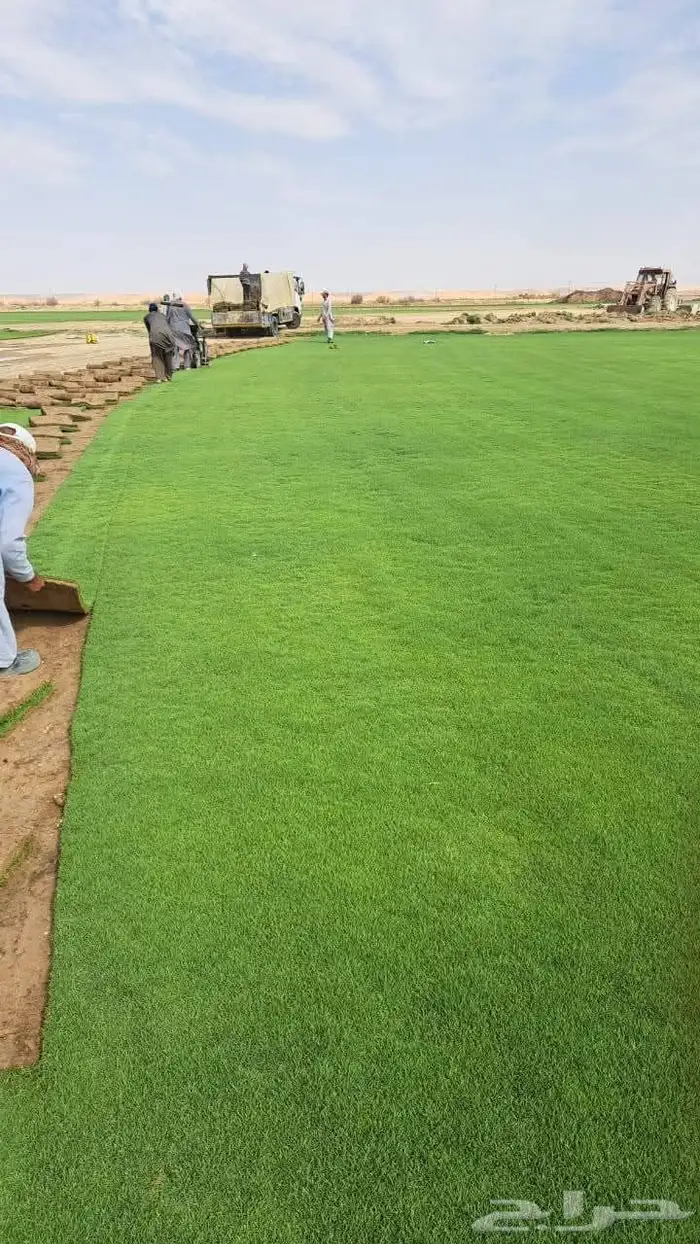 التيل الطبيعي في الخرج حي الدلم 5