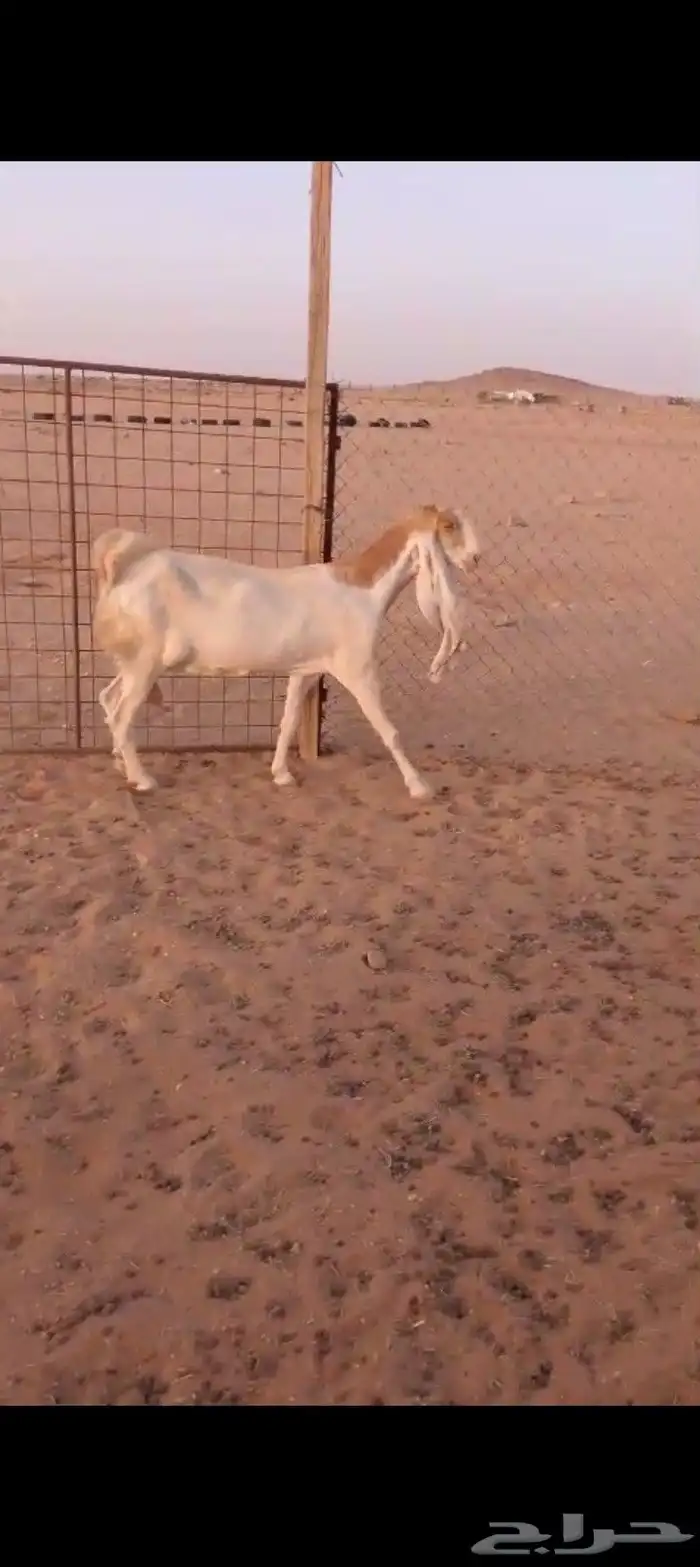 هولنديه 1