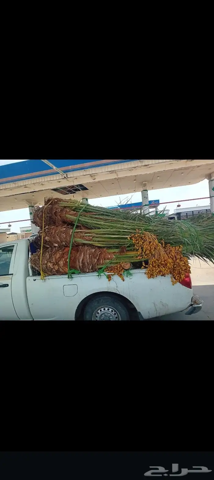 نخل مثمر للبيع 1