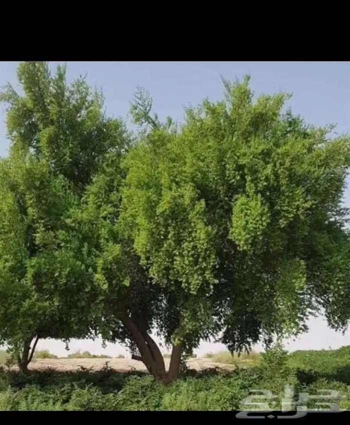 معلم قص شجر وترتيب حدائق وتكريب نخل 1