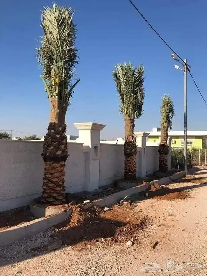يوجد لدينا جميع انواع النخل على جميع المقاسات 9