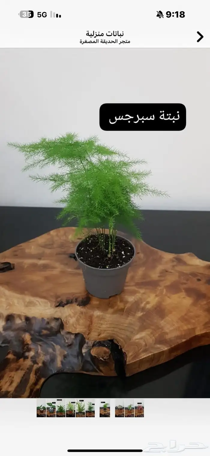 نباتات التيرايوم 3