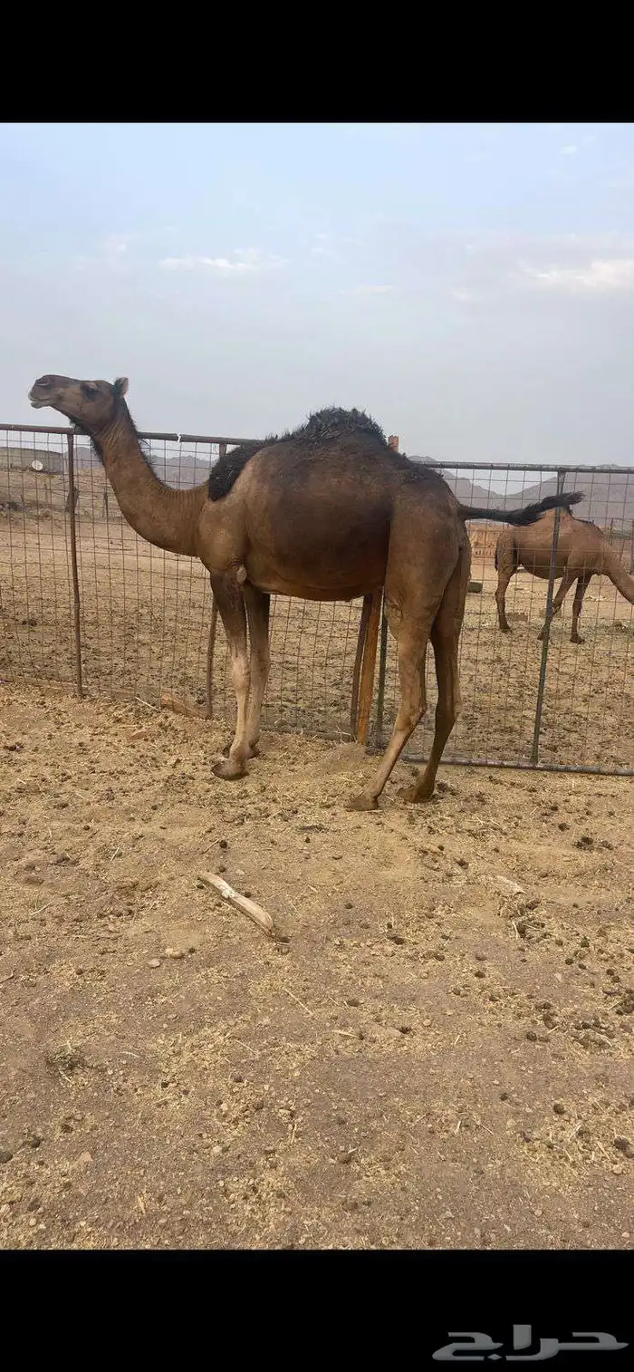 بكره معشر مقنوي للبيع الحد 7500 تم البيع 0