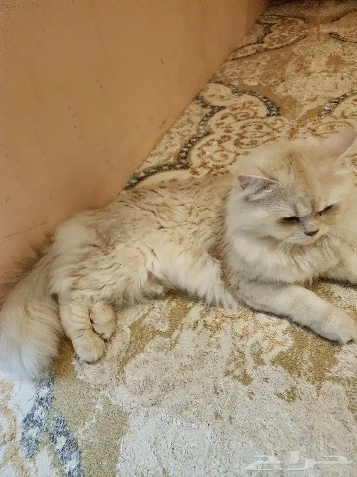 بسه شيرازي اليف نوعه ذكر للتبني 1