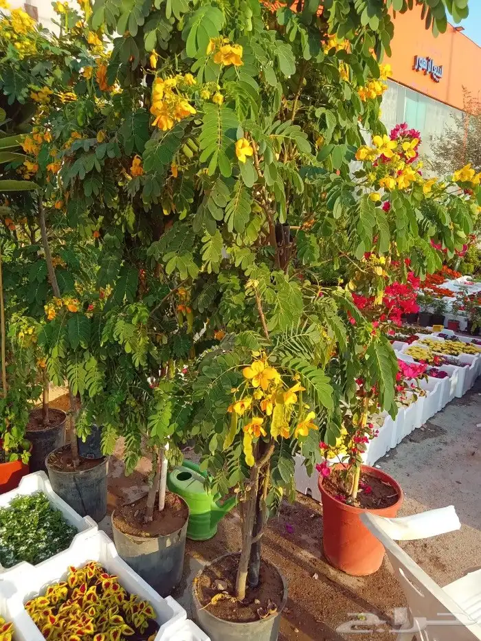 مشاتل وتنسيق حدائق 5