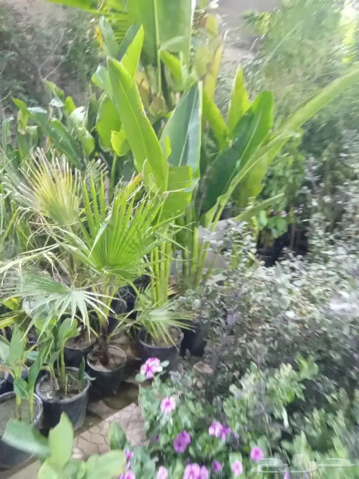 مشاتل الروضه 4