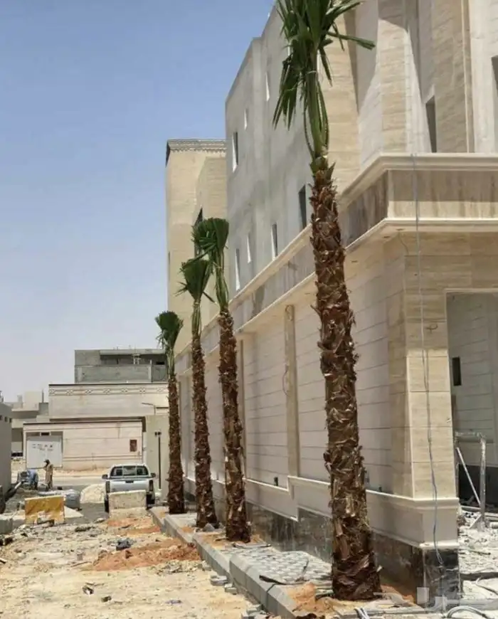 نخل واشنطن زينه 4