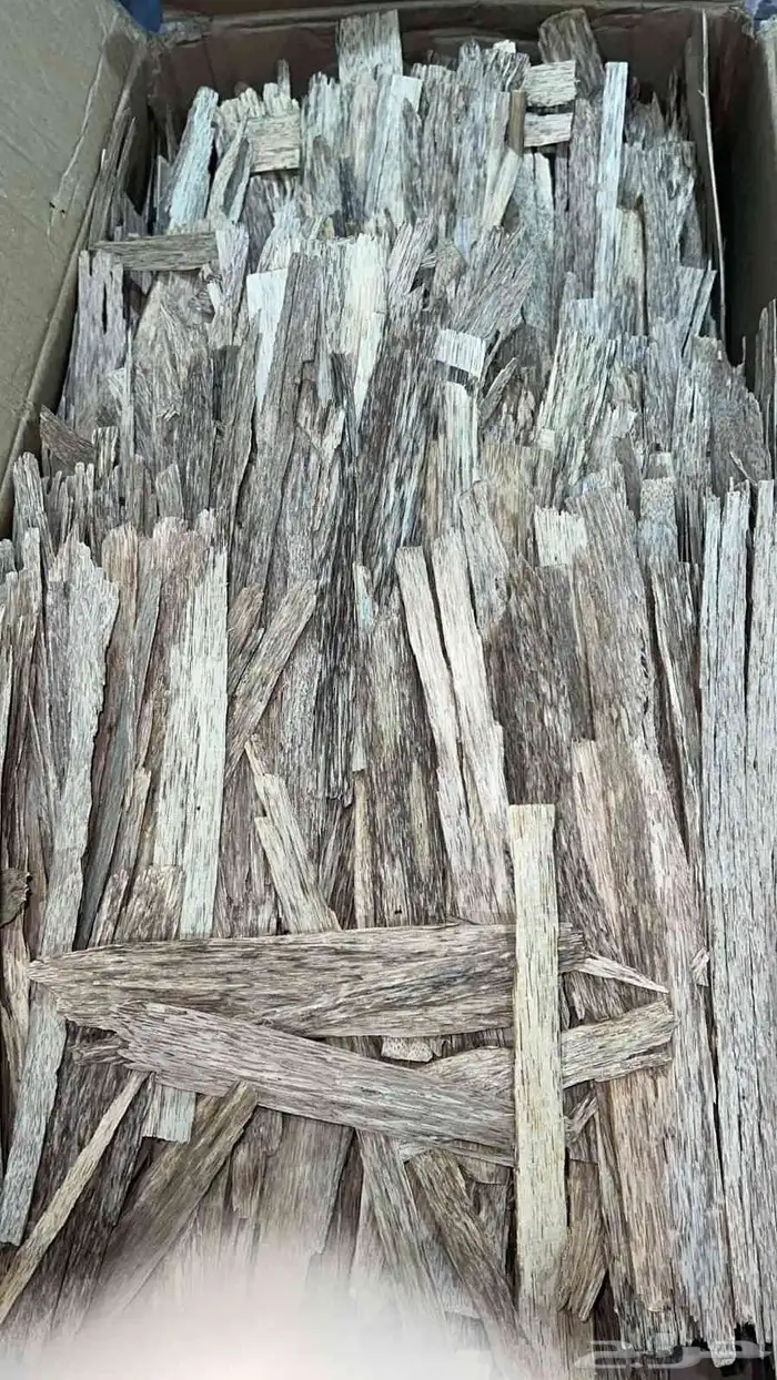 تصفية رقايق عود سومطري 0