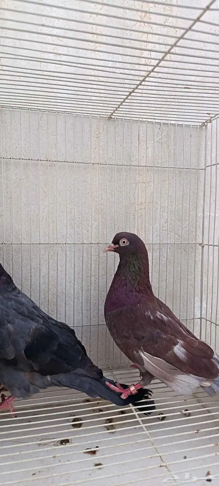 حمام لوت وقلاب 3