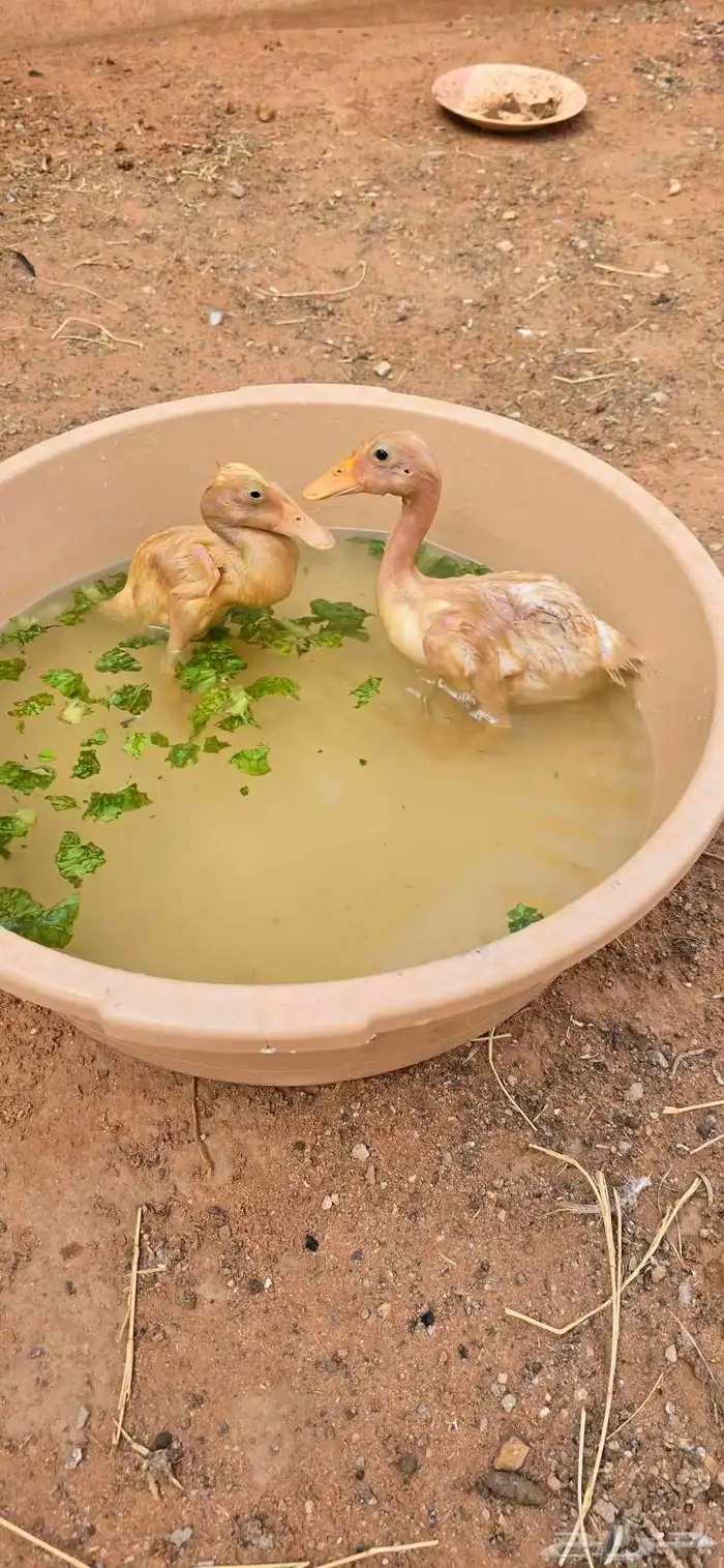 بط للبيع فراخ 1