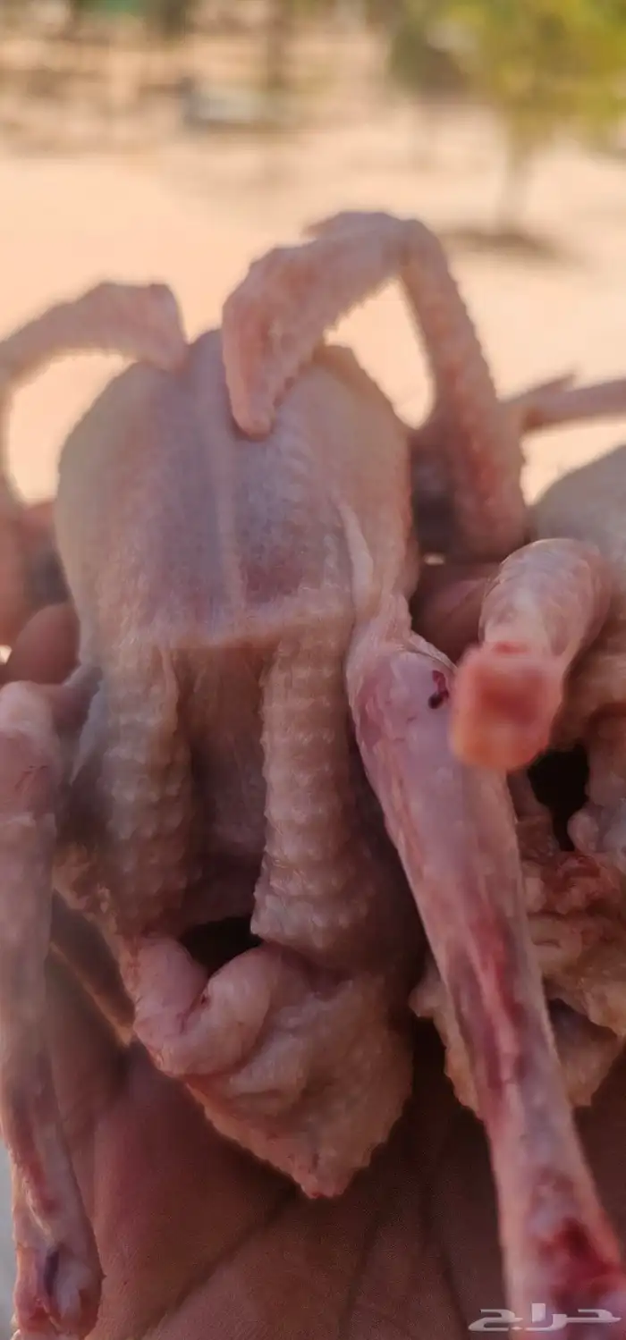 حمام المزرعة فراخ زاجل سلفر 2