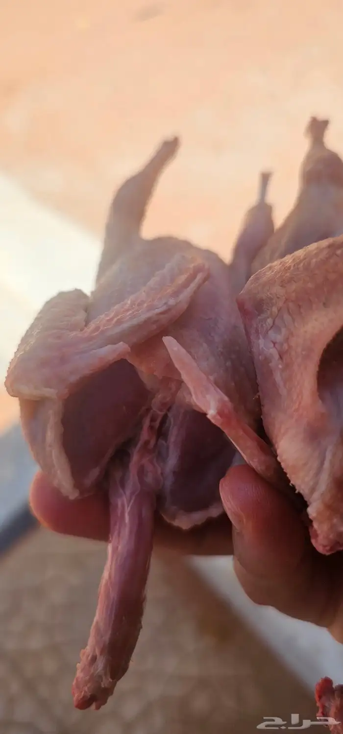 حمام المزرعة فراخ زاجل سلفر 1