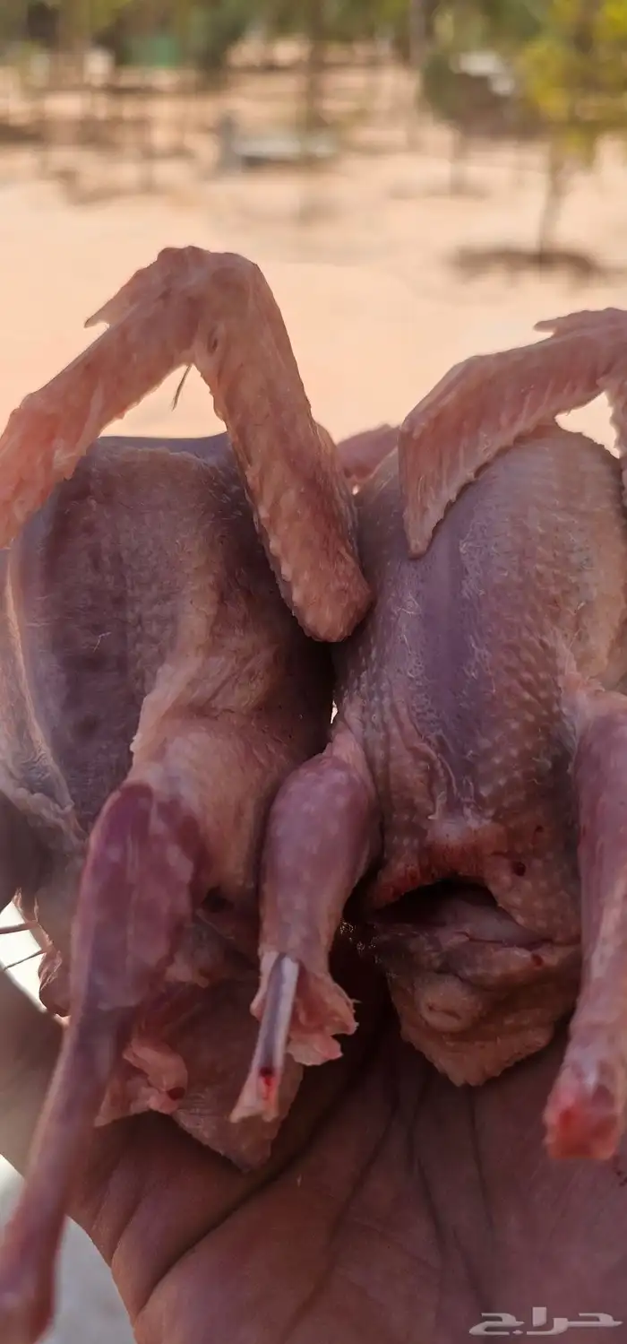 حمام المزرعة فراخ زاجل سلفر 4