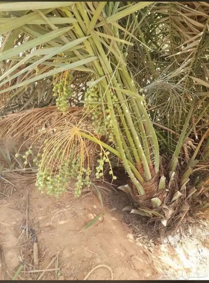 نخل مثمر للبيع 2