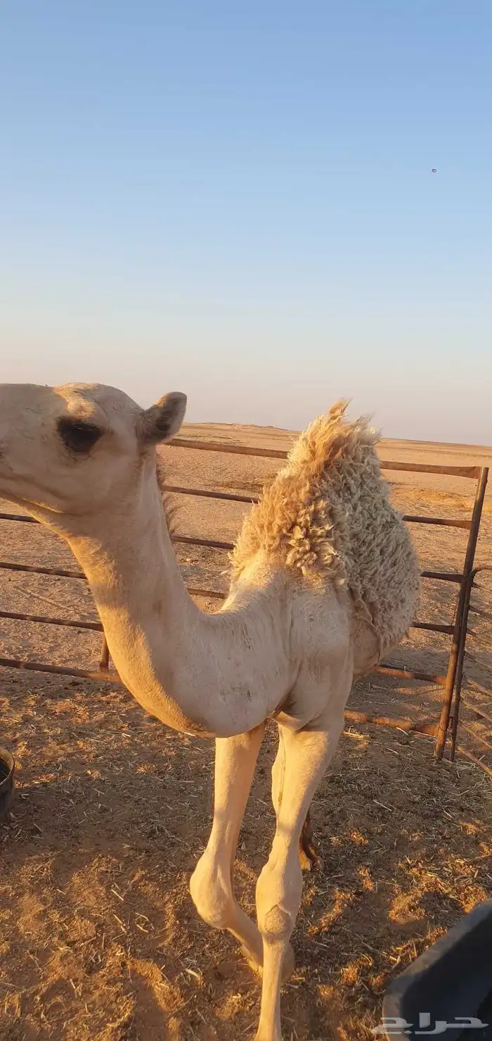 قعود للبيع 2