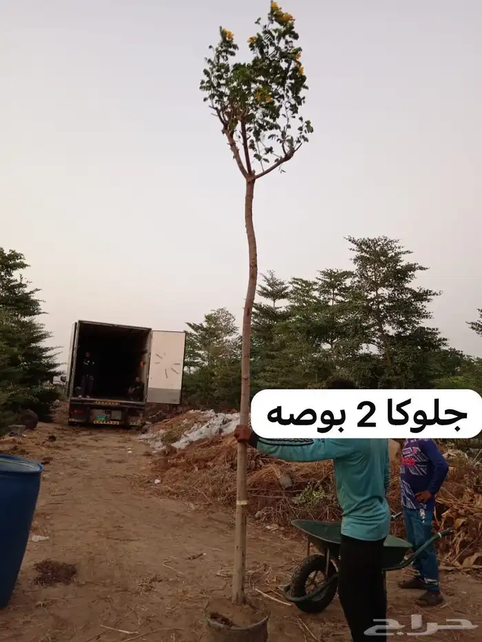 اشجار زينه 3