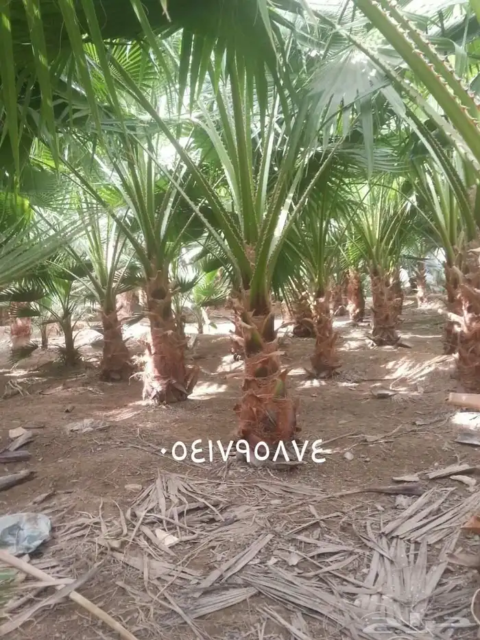 مشتل وتنسيق حدائق بالدمام 8