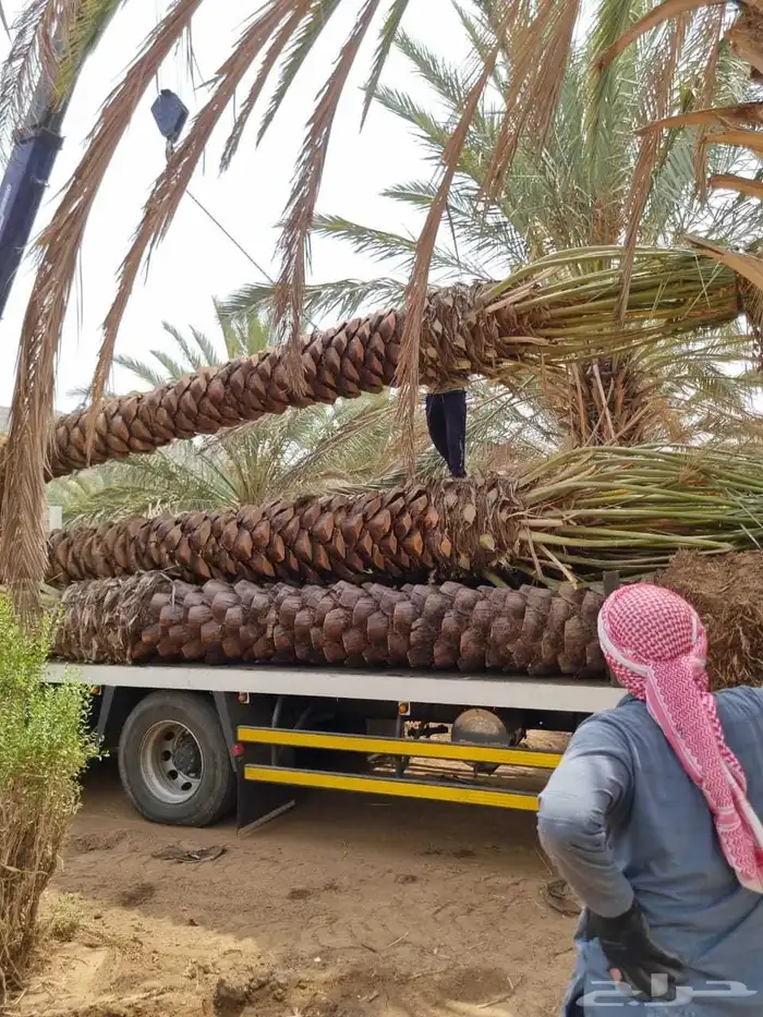 نخل للبيع 4