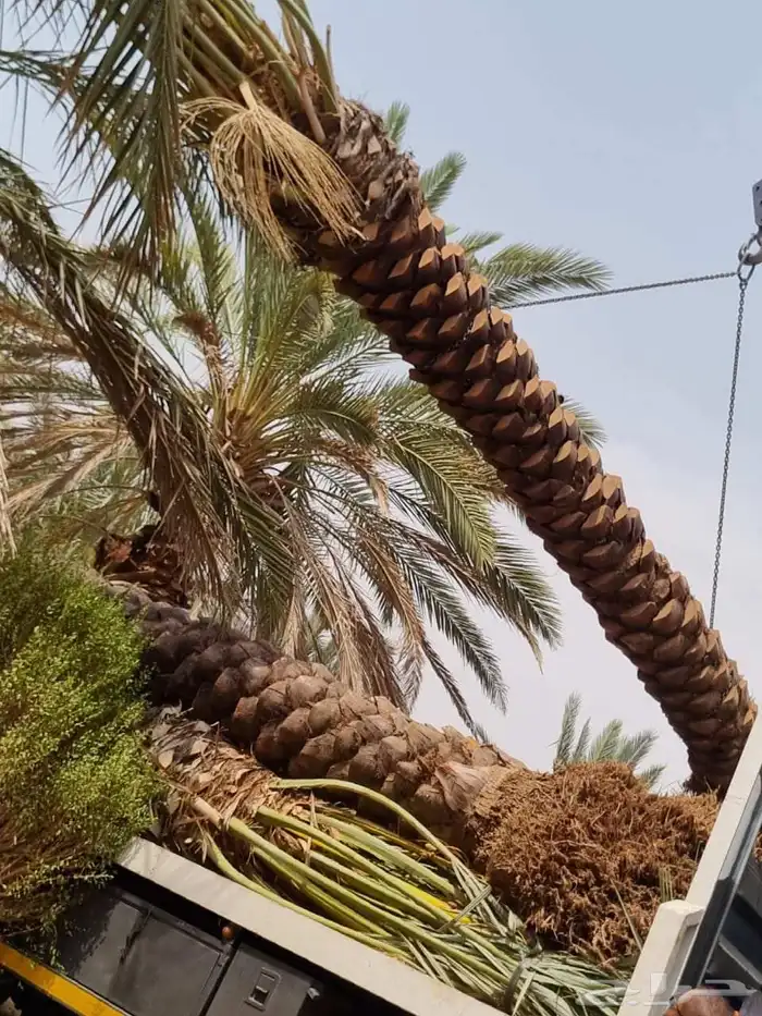 نخل للبيع 3
