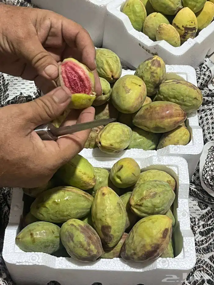 لوز لوز لوز 8