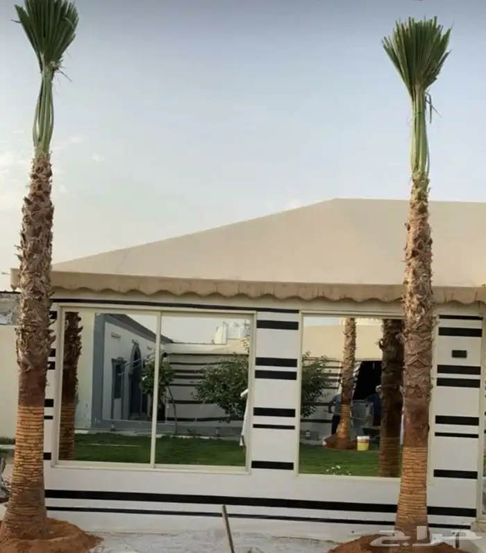 نخل واشنطن زينه 0
