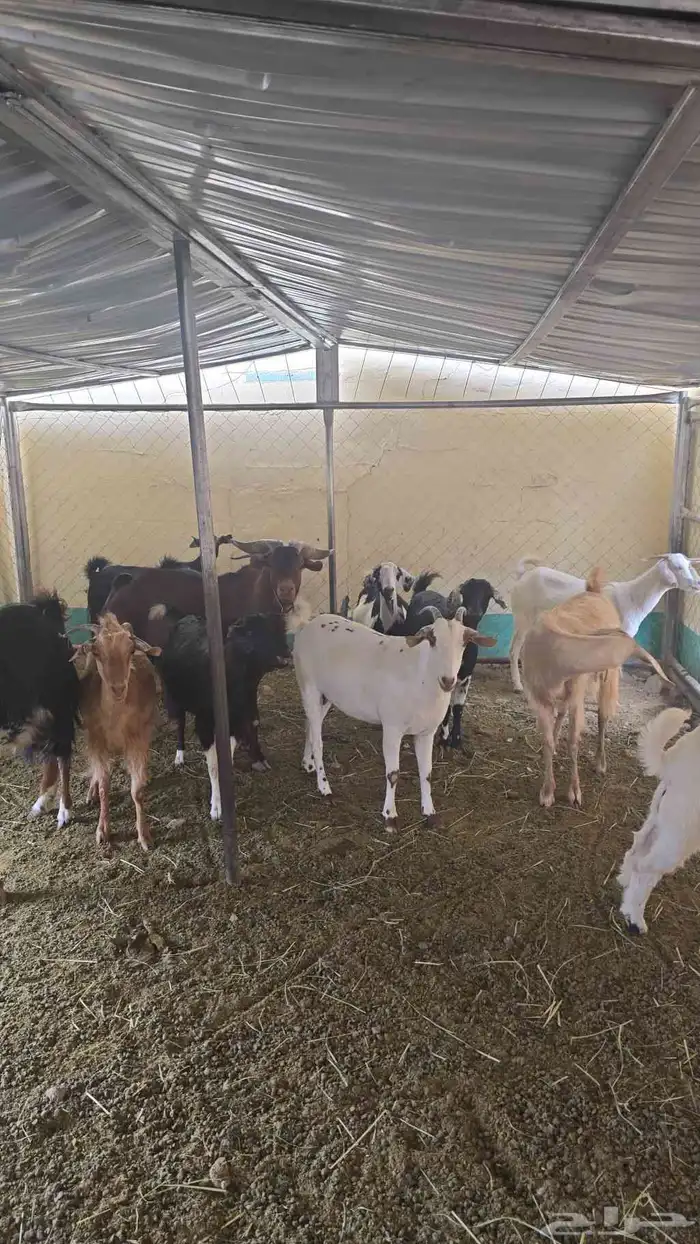 السلام عليكم للبيع معزاء عددها 13معا الفحل اسنانها مراح متفا 3