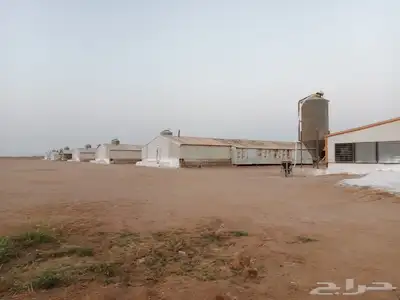 مطلوب عنابر دواجن مفتوح للايجار 0