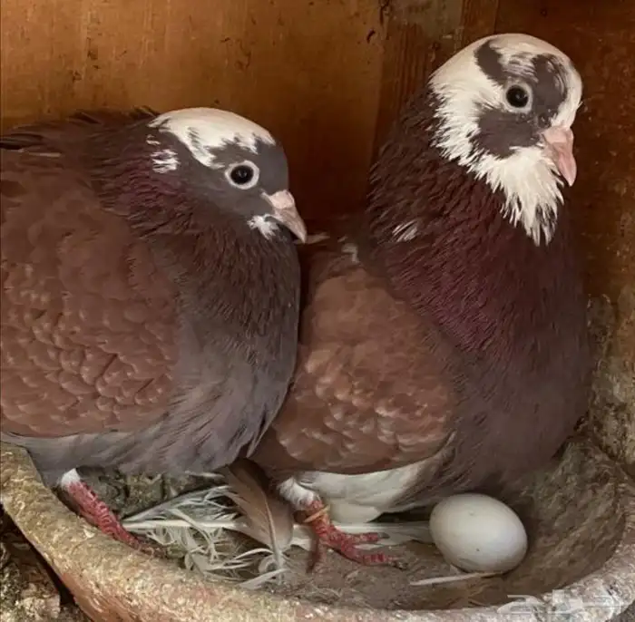جوزين قطيفي احمر تم البيع تم اللبيع 2