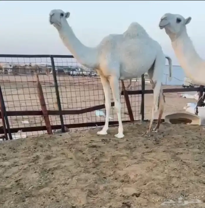 2بكارمفاريد رمانيات علي بعير بن مهيدي عليهن 17500 2