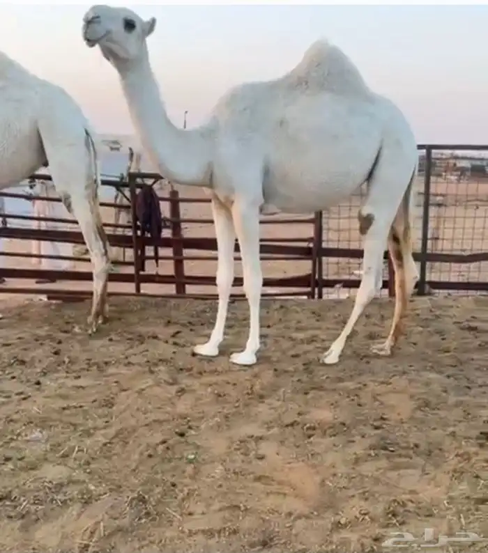 2بكارمفاريد رمانيات علي بعير بن مهيدي عليهن 17500 6