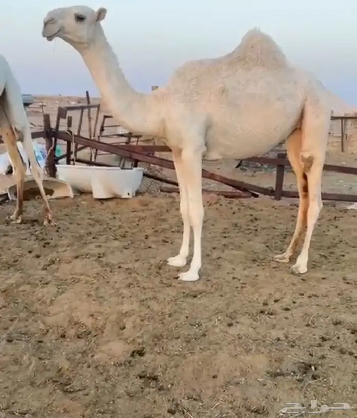 2بكارمفاريد رمانيات علي بعير بن مهيدي عليهن 17500 4