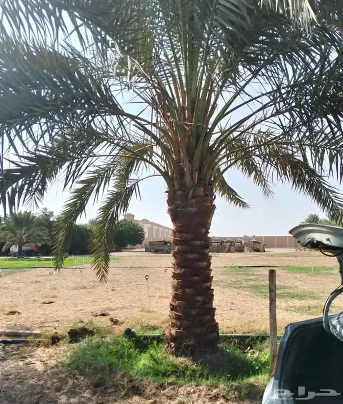 نخل شيشي برحي سكري صقعي عربي واشنطني نخيل عجوه خضري ونانه 7