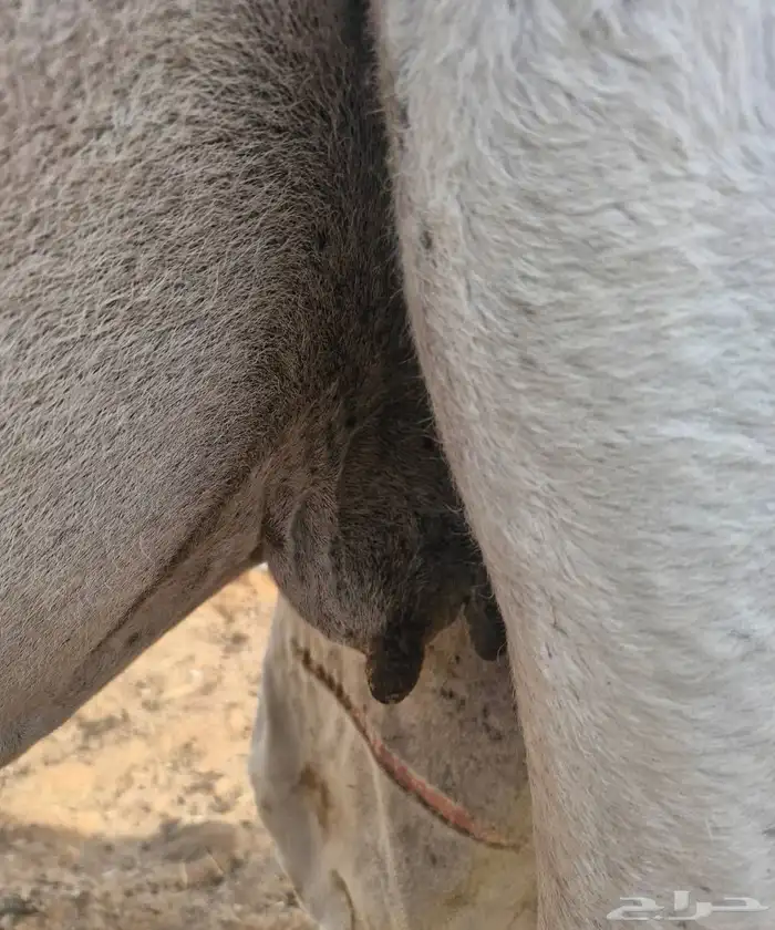 للبيع نياق ضرايب وضح 5