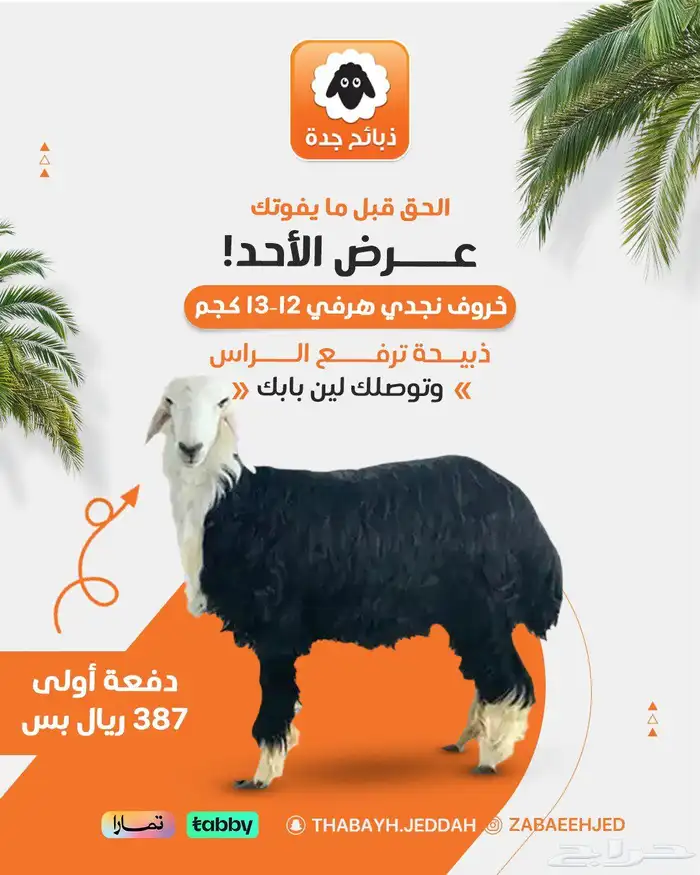 ذبيحة صدقه - ذبيحة نذر -ذبايح صدقه - ذبائح عقيقة - توصيل جده 0