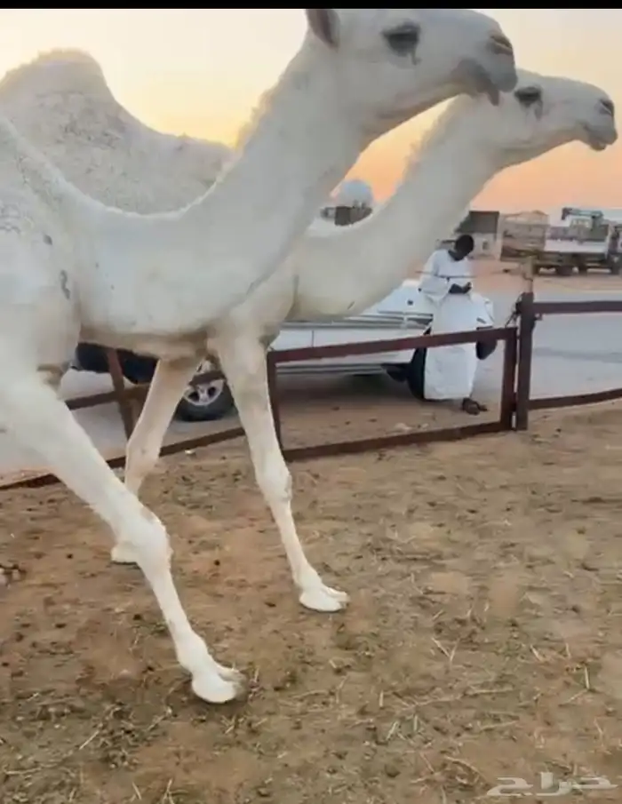 2بكارمفاريد رمانيات علي بعير بن مهيدي عليهن 17500 5