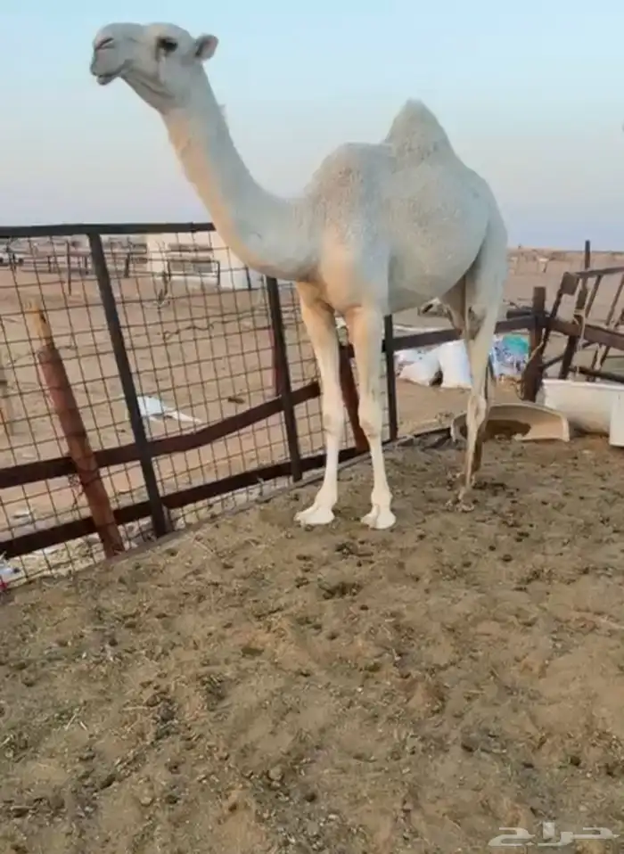 2بكارمفاريد رمانيات علي بعير بن مهيدي عليهن 17500 7