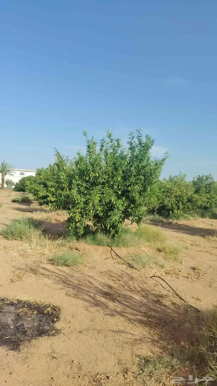 يوجد لدينا حمضيات يوسف أفندي ليمون رمان كمثرا ليمون يوسف 7