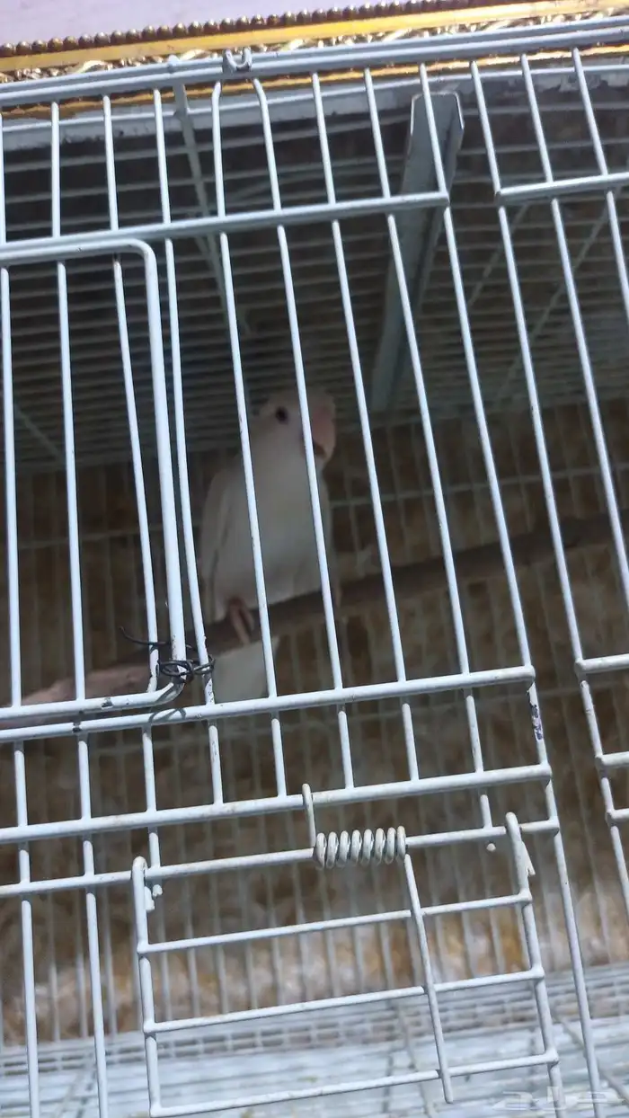 النوع  روز  العدد 1  الجنس مجهول   الت 1