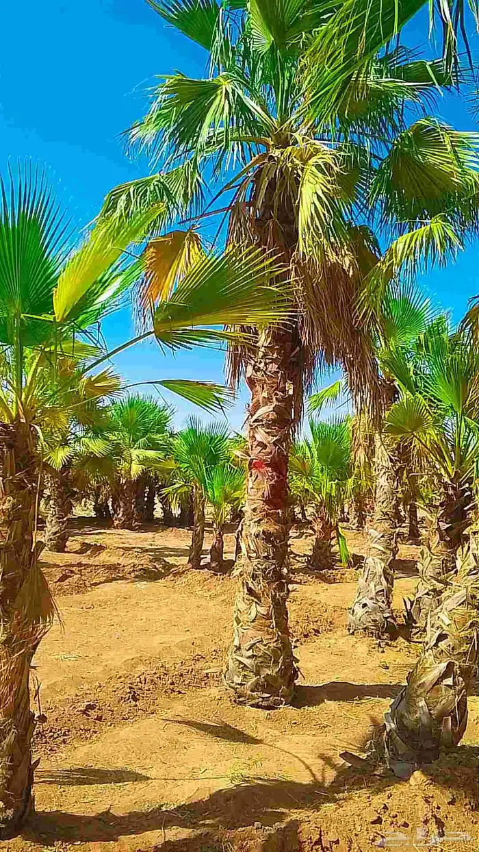 جميع انواع النخيل خلاص صقعي مجدل هلالي خضري صفري 3