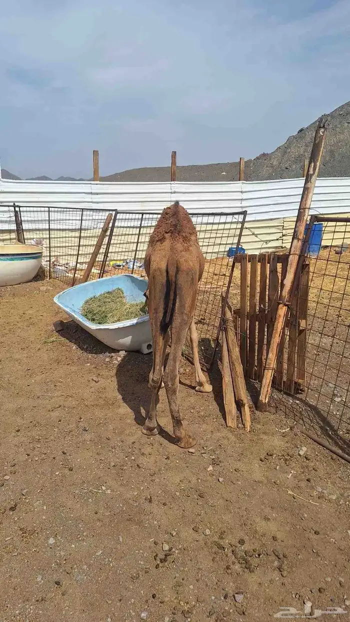 للبيع بكره مقنوي 1