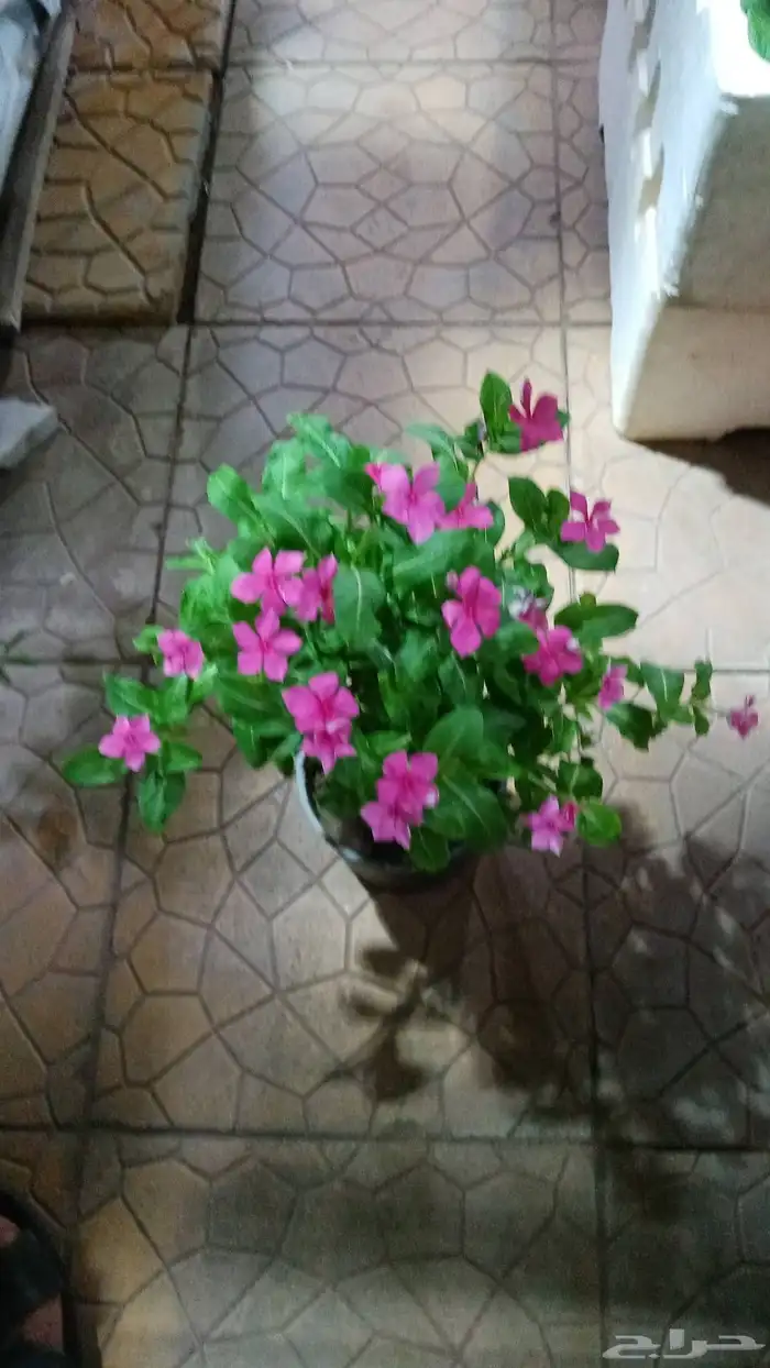 مشتل زراعي 7