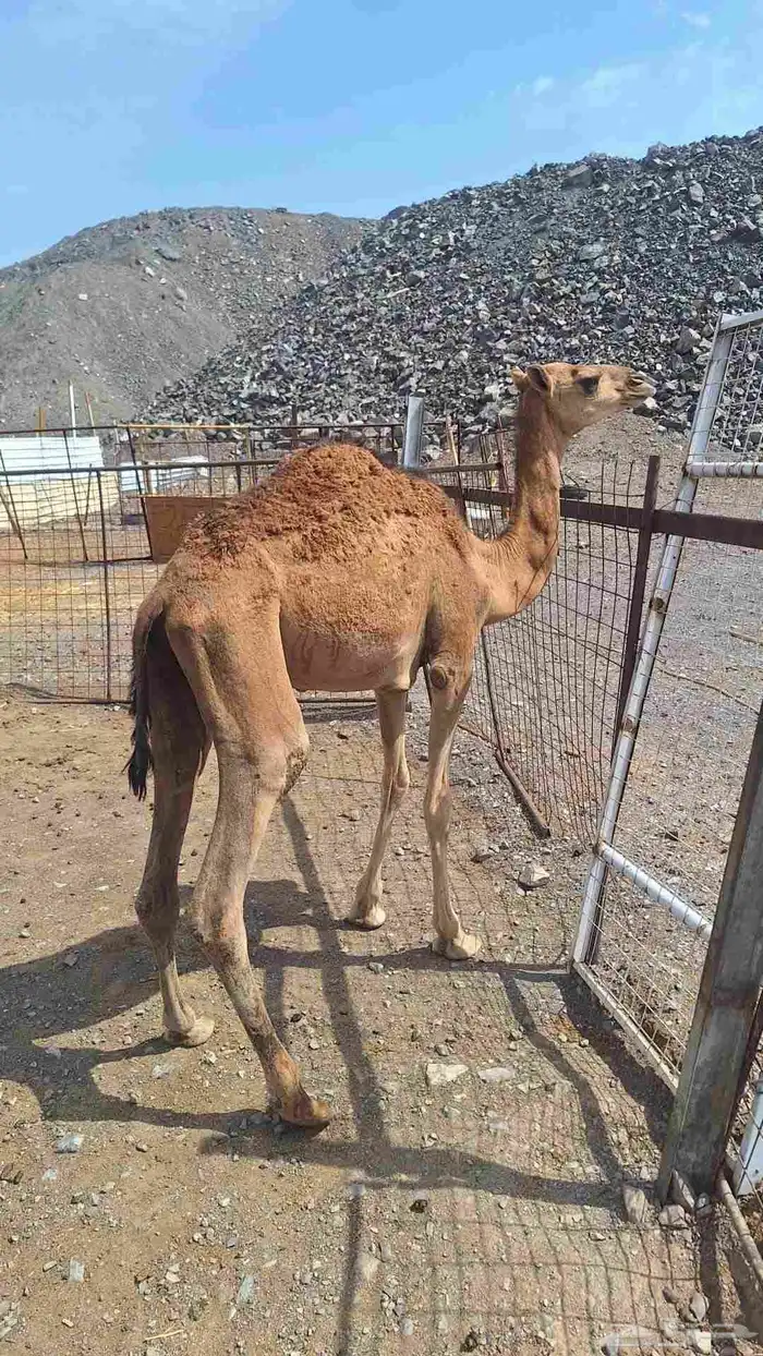 للبيع بكره مقنوي 0